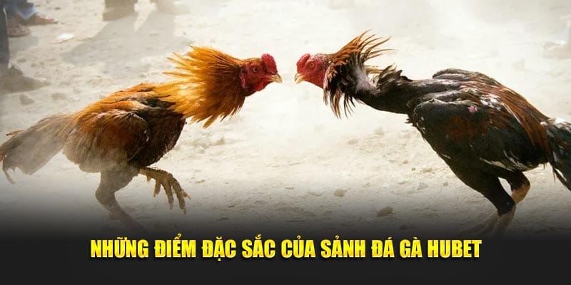 Sức hút nổi bật của sân chơi đá gà Hubet