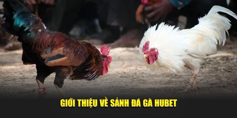 Giới thiệu về hình thức đá gà tại Hbet